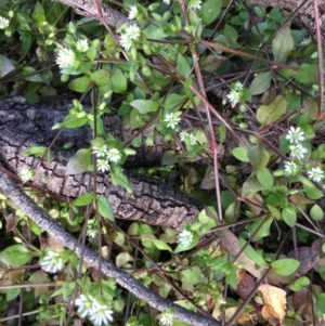 Cerastium vulgare at Majura, ACT - 7 Sep 2020