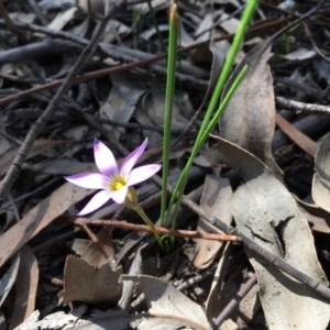 Romulea rosea var. australis at Majura, ACT - 7 Sep 2020