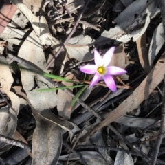 Romulea rosea var. australis at Majura, ACT - 7 Sep 2020 12:11 PM