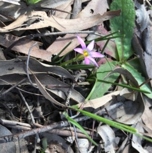 Romulea rosea var. australis at Majura, ACT - 7 Sep 2020 12:11 PM