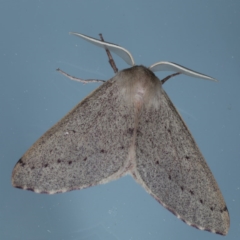 Arhodia lasiocamparia (Pink Arhodia (Oenochrominae)) at Ainslie, ACT - 8 Sep 2020 by jb2602