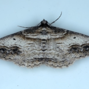 Syneora euboliaria at Ainslie, ACT - 8 Sep 2020