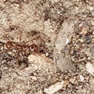 Aphaenogaster longiceps at Bruce, ACT - 9 Sep 2020 03:58 PM