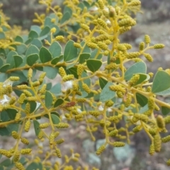 Acacia cultriformis (Knife Leaf Wattle) at Tuggeranong DC, ACT - 8 Sep 2020 by Mike