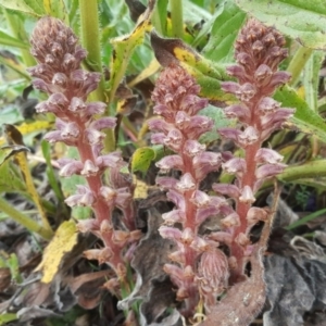 Orobanche minor at Tuggeranong DC, ACT - 8 Sep 2020