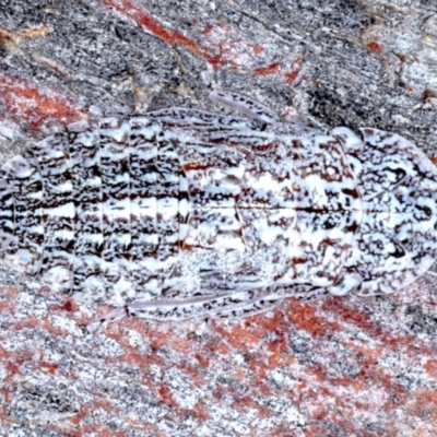 Stenocotis sp. (genus) (A Leafhopper) at Majura, ACT - 8 Sep 2020 by jbromilow50