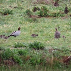 Chenonetta jubata (Australian Wood Duck) at Hume, ACT - 9 Sep 2020 by RodDeb