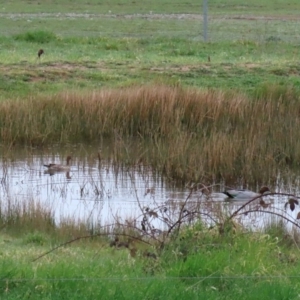 Chenonetta jubata at Hume, ACT - 9 Sep 2020