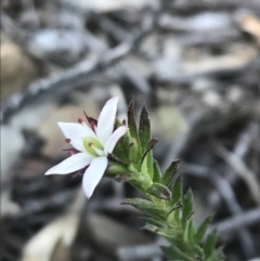 Rhytidosporum procumbens (White Marianth) at Acton, ACT - 8 Sep 2020 by lydialuc