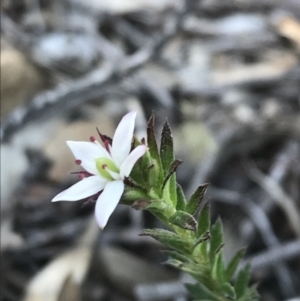 Rhytidosporum procumbens at Acton, ACT - 8 Sep 2020