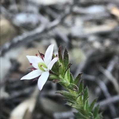 Rhytidosporum procumbens (White Marianth) at Acton, ACT - 8 Sep 2020 by lydialuc