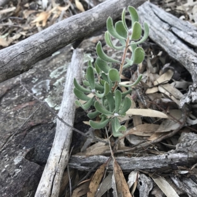 Persoonia rigida (Hairy Geebung) at Acton, ACT - 8 Sep 2020 by lydialuc