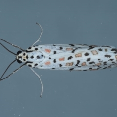 Utetheisa pulchelloides (Heliotrope Moth) at Ainslie, ACT - 8 Sep 2020 by jbromilow50
