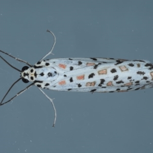 Utetheisa pulchelloides at Ainslie, ACT - 8 Sep 2020