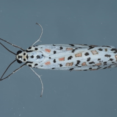 Utetheisa pulchelloides (Heliotrope Moth) at Ainslie, ACT - 8 Sep 2020 by jb2602