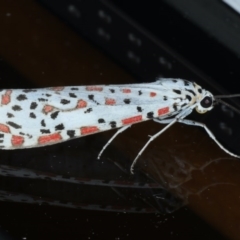 Utetheisa pulchelloides at Ainslie, ACT - 8 Sep 2020