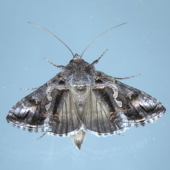 Chrysodeixis argentifera (Tobacco Looper) at Ainslie, ACT - 8 Sep 2020 by jb2602