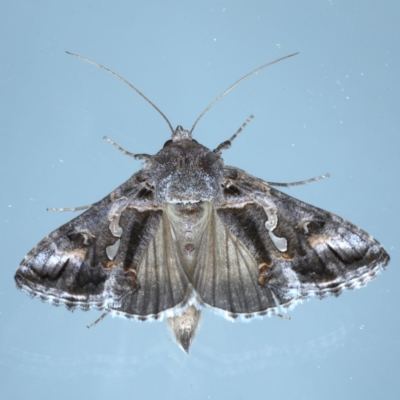 Chrysodeixis argentifera (Tobacco Looper) at Ainslie, ACT - 8 Sep 2020 by jbromilow50