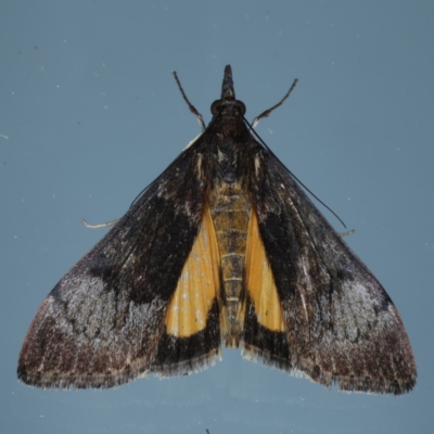 Uresiphita ornithopteralis (Tree Lucerne Moth) at Ainslie, ACT - 8 Sep 2020 by jb2602