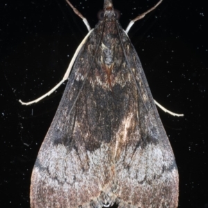 Uresiphita ornithopteralis at Ainslie, ACT - 8 Sep 2020