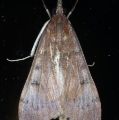 Uresiphita ornithopteralis at Ainslie, ACT - 8 Sep 2020