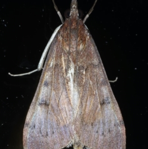 Uresiphita ornithopteralis at Ainslie, ACT - 8 Sep 2020