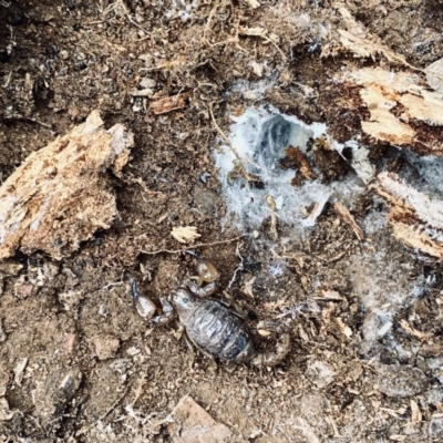 Urodacus manicatus (Black Rock Scorpion) at Lake Ginninderra - 9 Sep 2020 by ELD