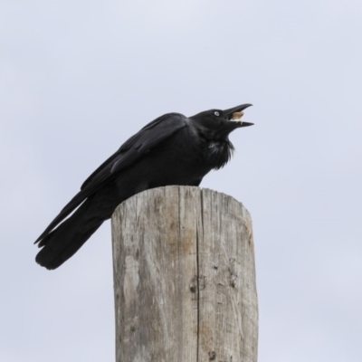 Corvus coronoides (Australian Raven) at Phillip, ACT - 8 Sep 2020 by Alison Milton