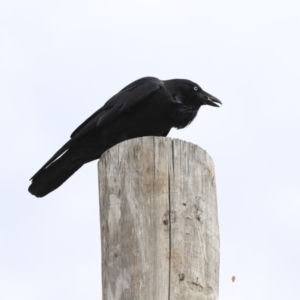 Corvus coronoides at Phillip, ACT - 8 Sep 2020