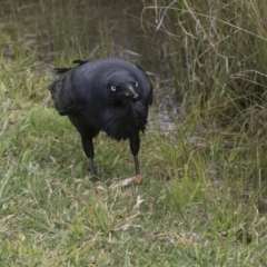 Corvus coronoides at Phillip, ACT - 8 Sep 2020