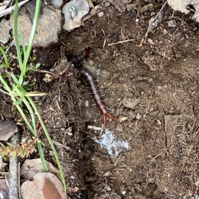 Scolopendromorpha (order) (A centipede) at Lake Ginninderra - 9 Sep 2020 by ELD