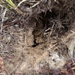 Scolopendromorpha (order) (A centipede) at Weetangera, ACT - 8 Sep 2020 by ELD