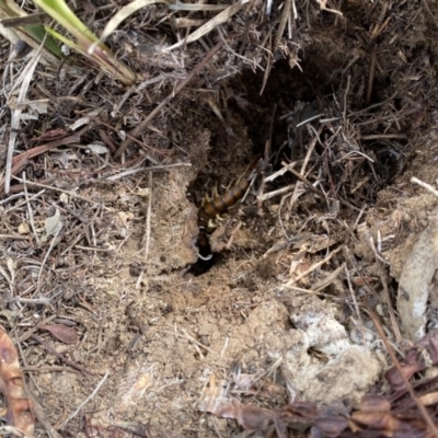 Scolopendromorpha (order) (A centipede) at Weetangera, ACT - 8 Sep 2020 by ELD