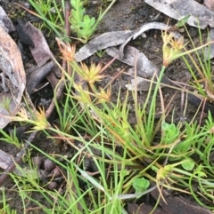 Juncus capitatus (Dwarf Rush) at Weetangera, ACT - 9 Sep 2020 by JaneR