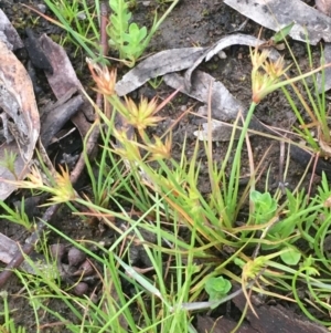 Juncus capitatus at Weetangera, ACT - 9 Sep 2020