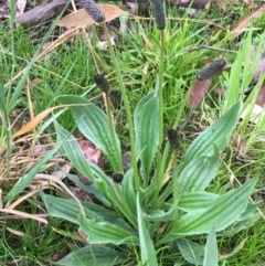 Plantago lanceolata (Ribwort Plantain, Lamb's Tongues) at The Pinnacle - 9 Sep 2020 by JaneR