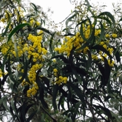 Acacia pycnantha (Golden Wattle) at O'Connor, ACT - 9 Sep 2020 by RWPurdie