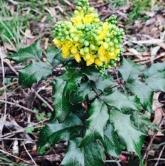 Berberis aquifolium at O'Connor, ACT - 9 Sep 2020