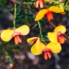 Dillwynia phylicoides (A Parrot-pea) at O'Connor, ACT - 9 Sep 2020 by RWPurdie