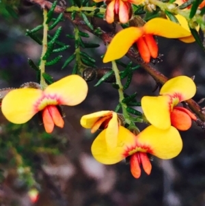 Dillwynia phylicoides at O'Connor, ACT - 9 Sep 2020 10:46 PM