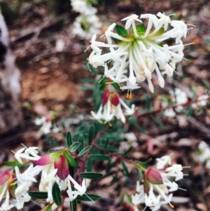 Pimelea linifolia at O'Connor, ACT - 9 Sep 2020