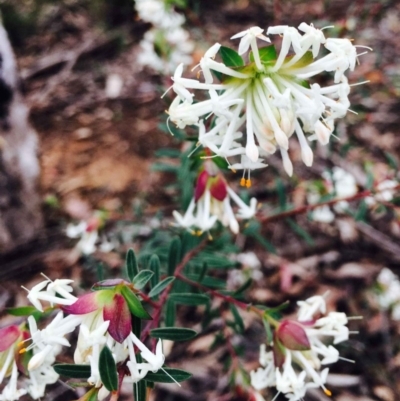 Pimelea linifolia (Slender Rice Flower) at O'Connor, ACT - 9 Sep 2020 by RWPurdie