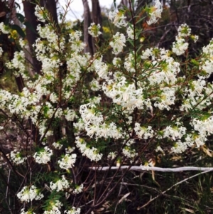 Pimelea linifolia at O'Connor, ACT - 9 Sep 2020