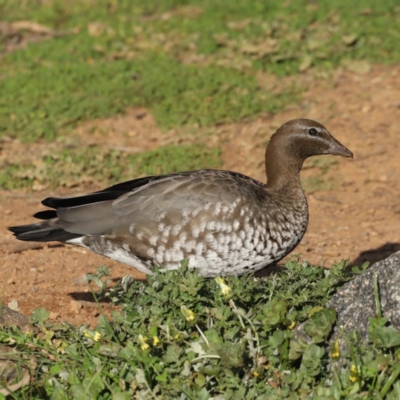 Chenonetta jubata (Australian Wood Duck) at Mount Ainslie - 8 Sep 2020 by jb2602