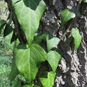 Hedera sp. (helix or hibernica) at Umbagong District Park - 6 Sep 2020