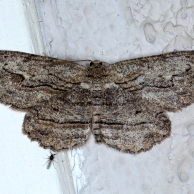 Ectropis excursaria (Common Bark Moth) at Ainslie, ACT - 8 Sep 2020 by jb2602