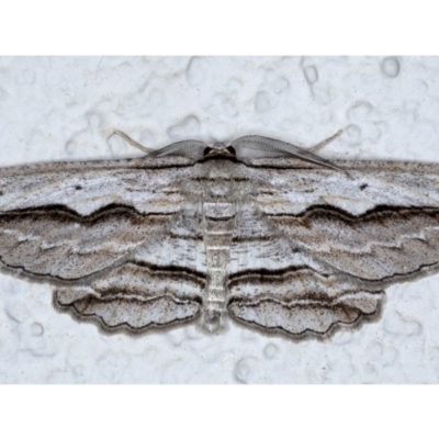 Euphronarcha luxaria (Striated Bark Moth) at Ainslie, ACT - 8 Sep 2020 by jbromilow50