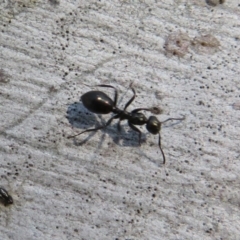 Formicidae (family) (Unidentified ant) at Umbagong District Park - 6 Sep 2020 by Christine