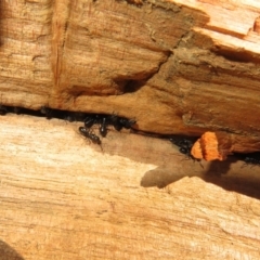 Formicidae (family) at Latham, ACT - 6 Sep 2020