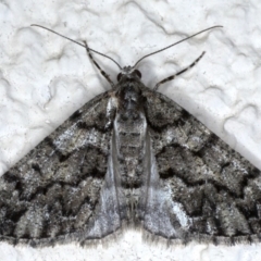 Lipogya exprimataria (Jagged Bark Moth) at Ainslie, ACT - 8 Sep 2020 by jb2602